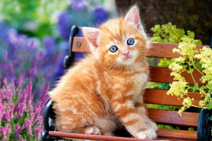 Пазли "Рудий кіт", 500 елементів