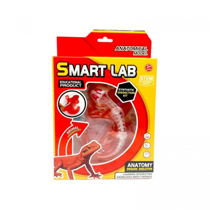 Набір для дослідів  Анатомія тварин, Ящірка