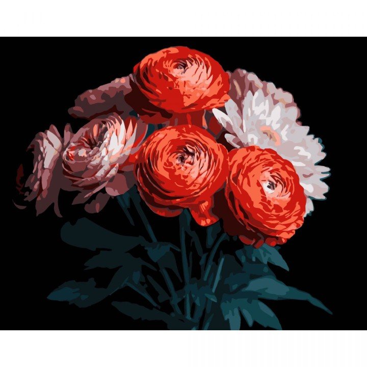 Картина по номерах на чорному фоні "Червоні ранункулюси" 40х50 см