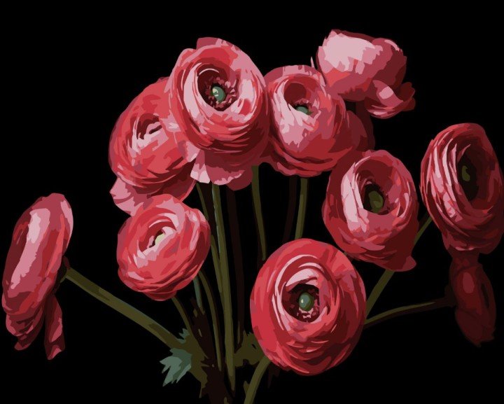 Картина за номерами Strateg Букет ранункулюсів на чорному фоні 40Х50 (AH1260)