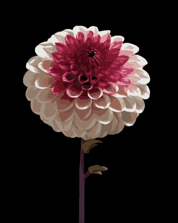 Картина за номерами Strateg Біло-рожева квітка на чорному фоні 40Х50 (AH1266)