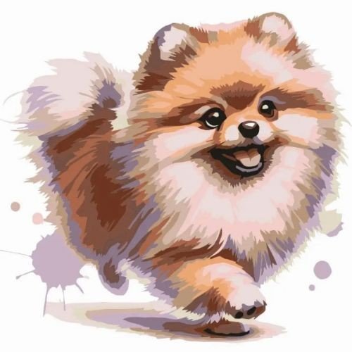 Картина за номерами "Шпіц" 30х30 см