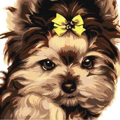 Картина за номерами "Красуня йорк 30х30 см