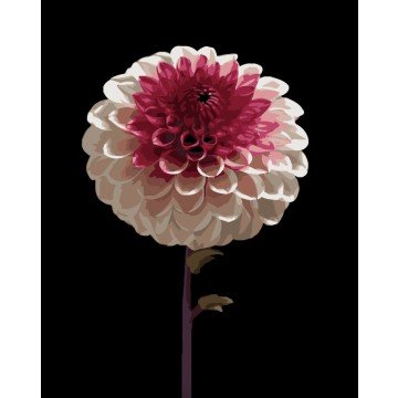 Фото1.Картина за номерами Strateg Біло-рожева квітка на чорному фоні 40Х50 (AH1266)