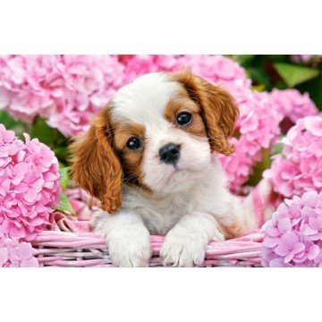 Фото1.Пазли 