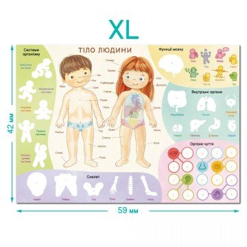 Фото5.Навчальний постер з наклейками «Тіло людини» XL Dodo (303163)